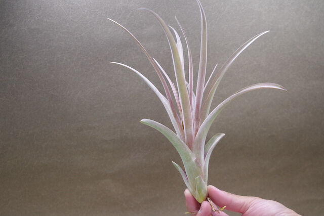 カピタータ オレンジ× ストレプトフィラ Sサイズ12号 | air-plants