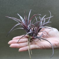 ブラキカウロス × キセログラフィカ 15号 | air-plants TENGU-DO