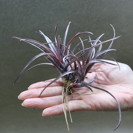 ティランジア　カウツキー　ミュータントフォルム カウツキー 13号 | air-plants TENGU-DO