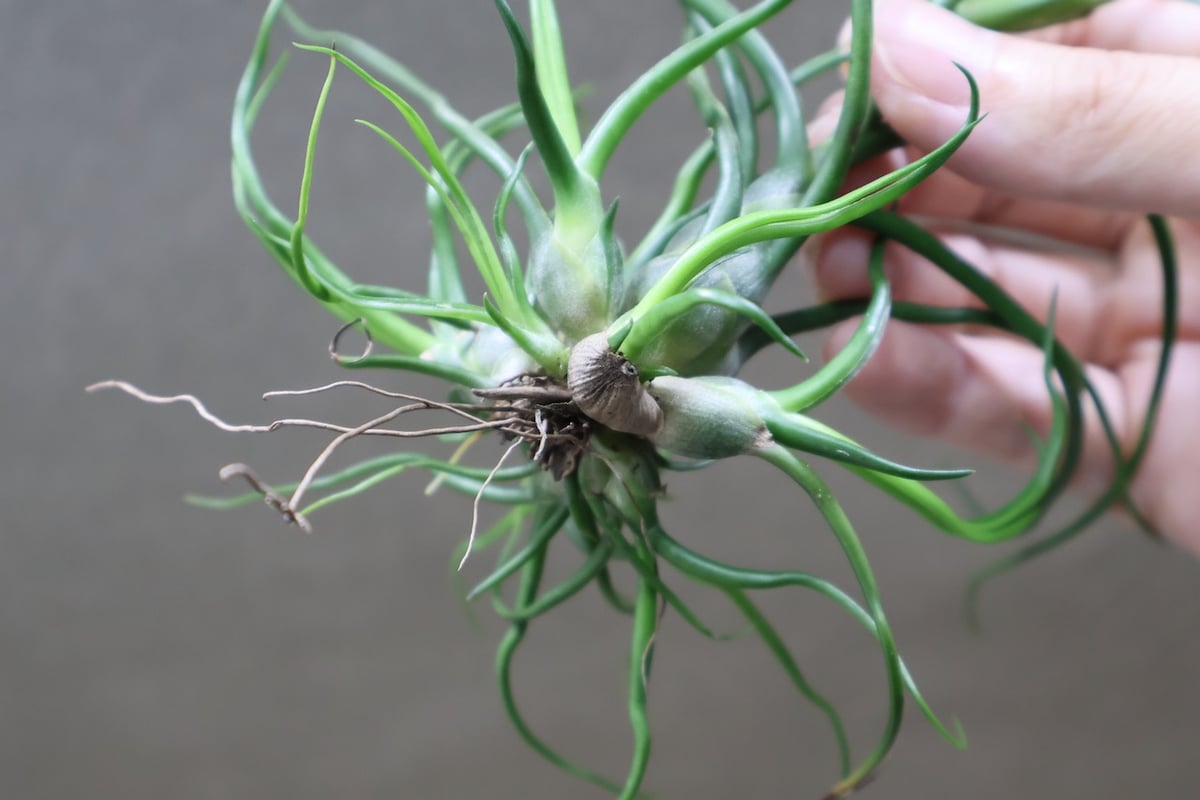 ブルボーサ クランプ 15号 | air-plants TENGU-DO