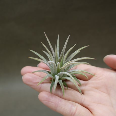 CATEGORY 品種名：I/J/K/L | air-plants TENGU-DO