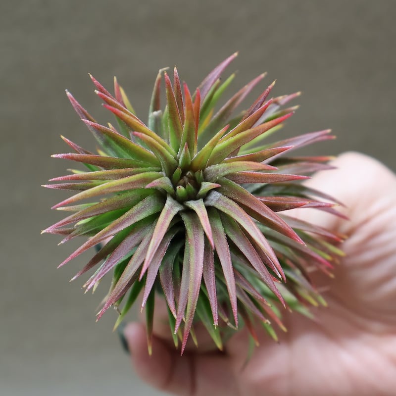 イオナンタ ウアメルラ 66号 | air-plants TENGU-DO