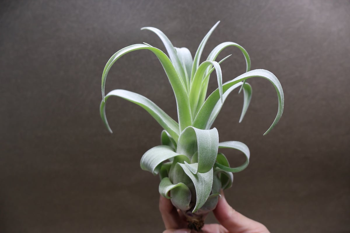 ストレプトフィラ 子株 03号 | air-plants TENGU-DO