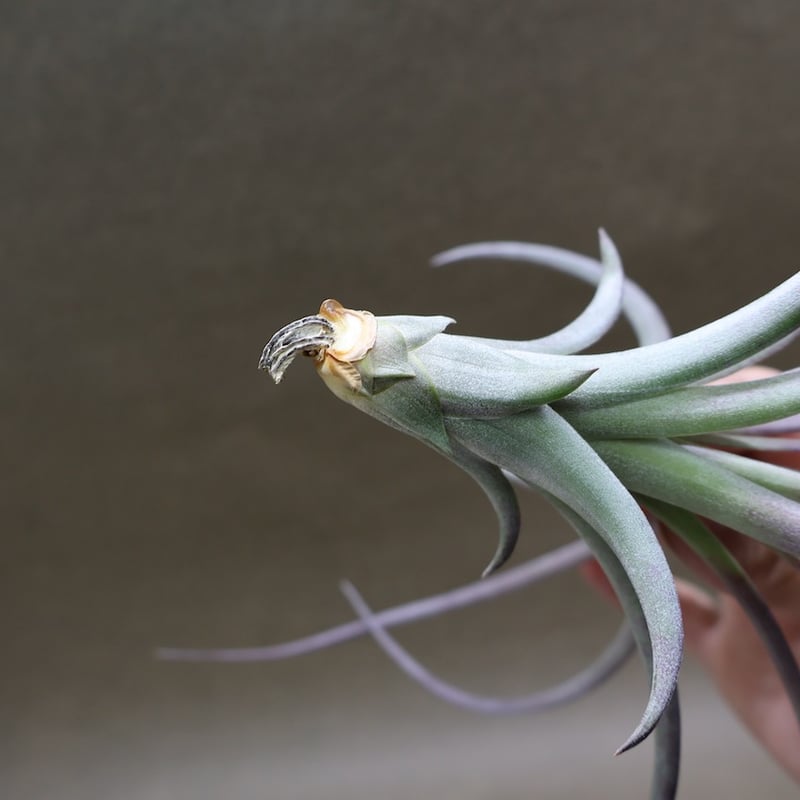 ヘザーズブラッシュ（ ブラキカウロス × エクセルタ ）27号 | air