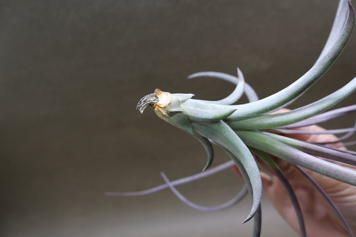 ヘザーズブラッシュ（ ブラキカウロス × エクセルタ ）27号 | air