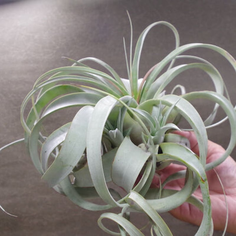 キセログラフィカ クランプ 02号 | air-plants TENGU-DO