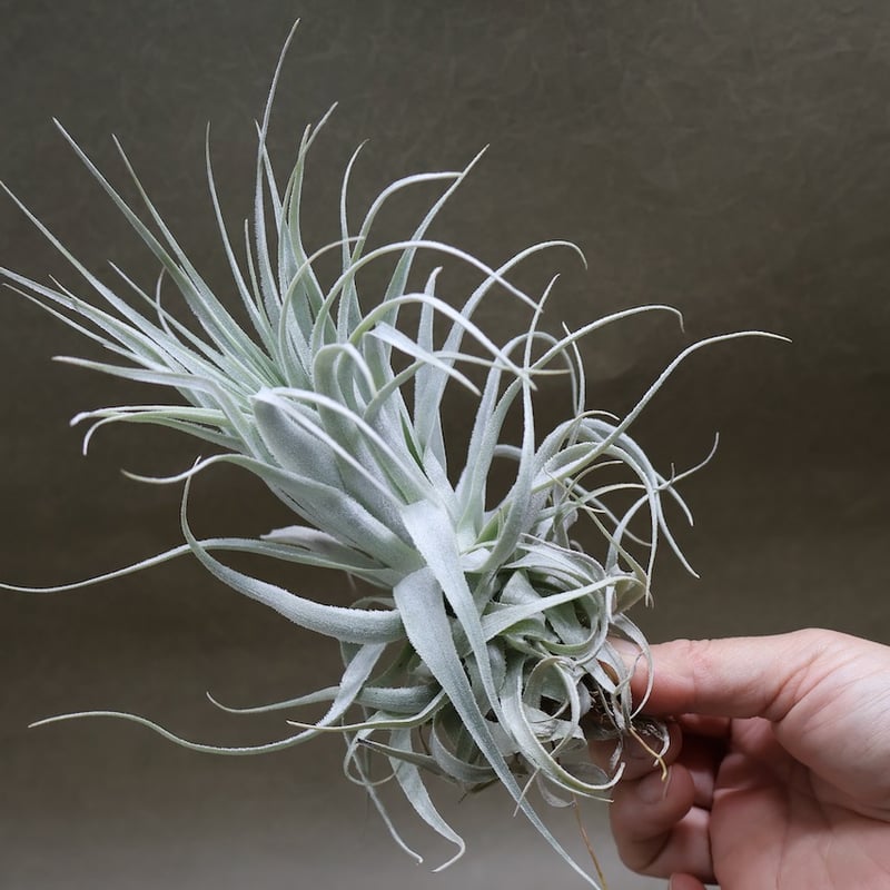 チャペウエンシス・チュリフォルミス　　(tillandsia,ティランジア) 唯一無二のティランジア｜チャペウエンシス・チュリフォルミス