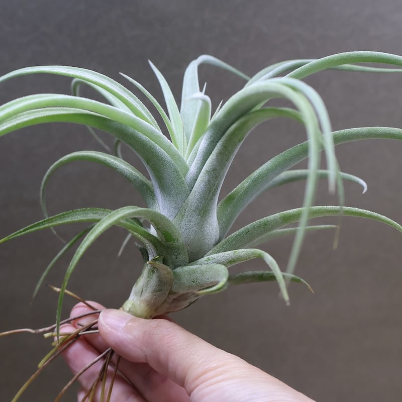 キセログラフィカ × イオナンタバンハイニンギー 03号 | air-plants