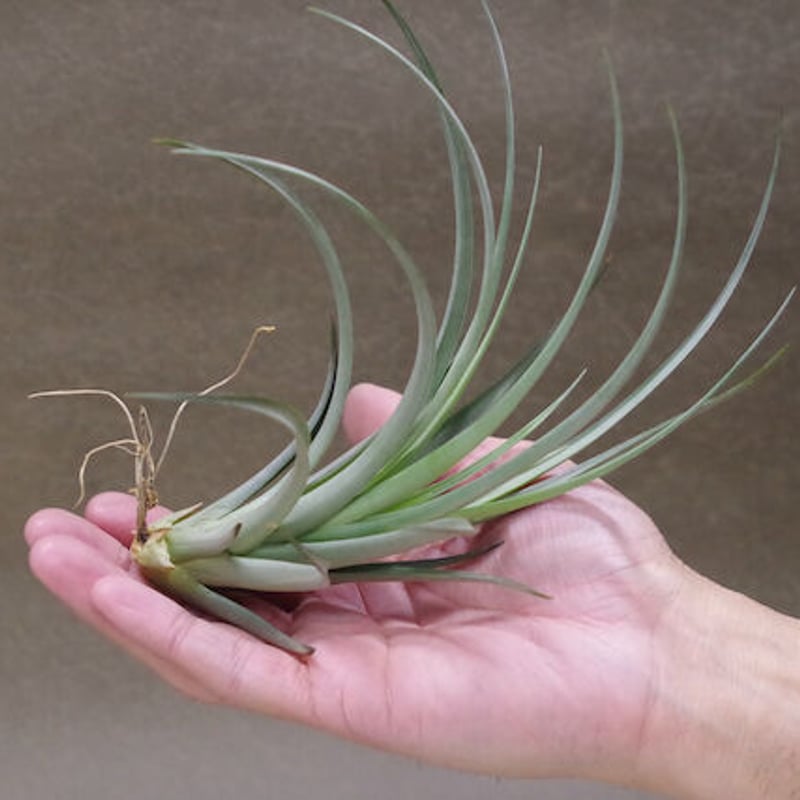 チランジア ロゼイフローラ×ヴェルニコーサ ヴェルニコーサ／べ