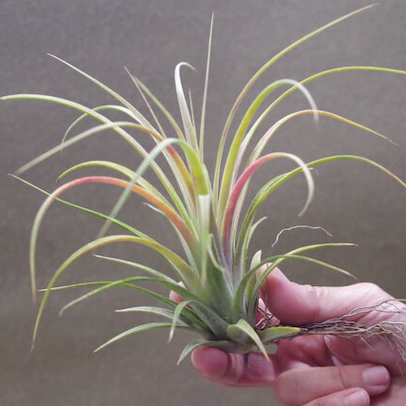 ローランドゴッセリニー × イオナンタ 02号 | air-plants TENGU-DO