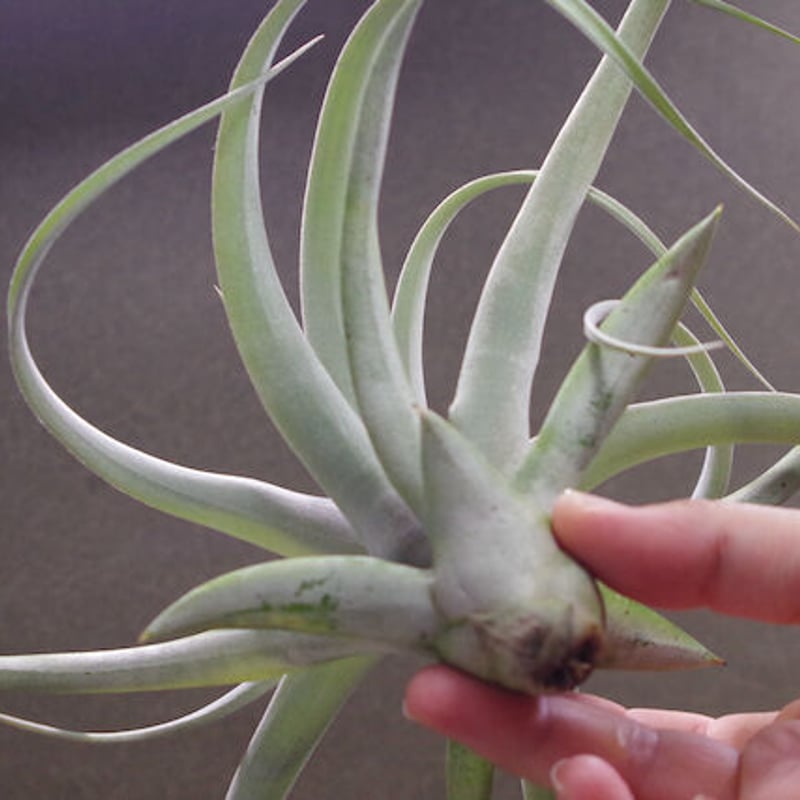 キセログラフィカ × チアペンシス 08号 | air-plants TENGU-DO