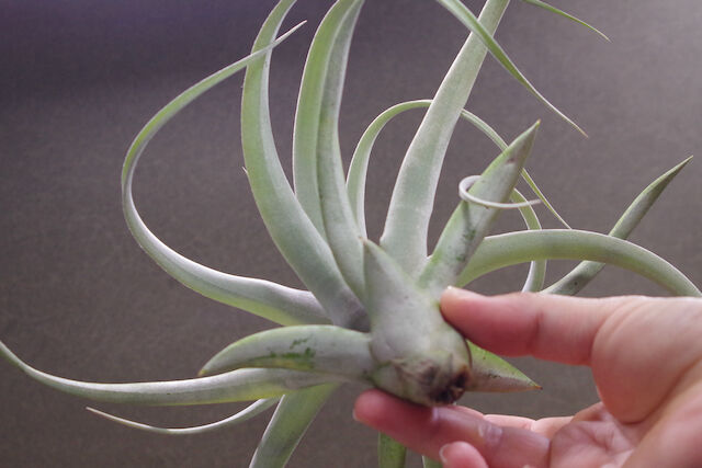 キセログラフィカ × チアペンシス 08号 | air-plants TENGU-DO