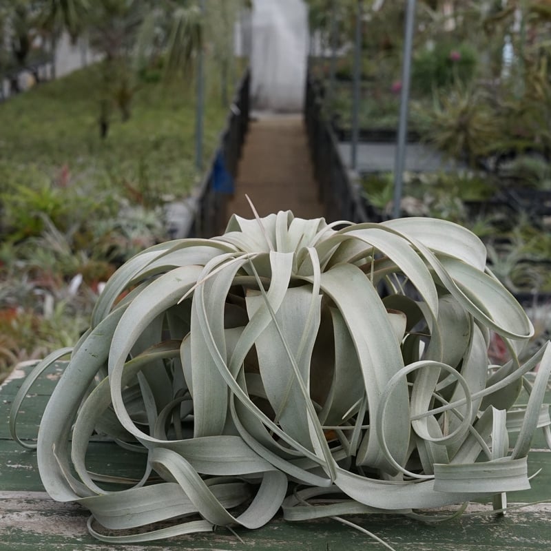 スタッフ特選】キセログラフィカ XLサイズ Z号 | air-plants TENGU-DO
