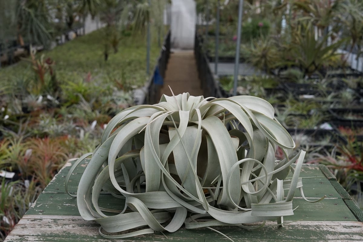 スタッフ特選】キセログラフィカ XLサイズ Z号 | air-plants TENGU-DO