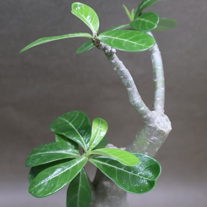 アデニウム オベスム 07号 （鉢サイズ：3.5号程度） | air-plants TENG
