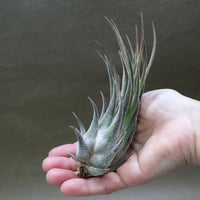 チランジア チアペンシス ギガンテスコ チランジア・チアペンシス・ギガンテスコ T. chiapensis Gigantesco