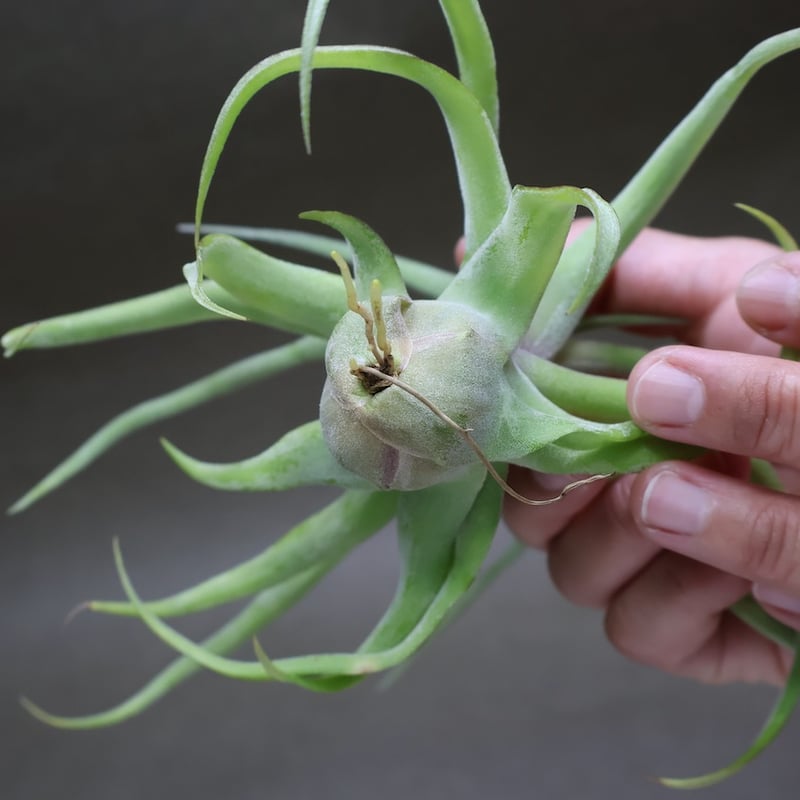 ストレプトフィラ① ストレプトフィラ 14号 | air-plants TENGU-DO