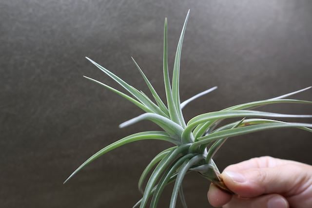 アエラントス ジャイアント 04号 | air-plants TENGU-DO