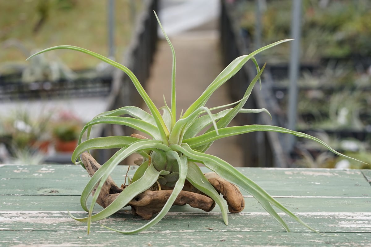 スタッフ特選】ストレプトフィラ 子株大株 S号 | air-plants TENGU-DO