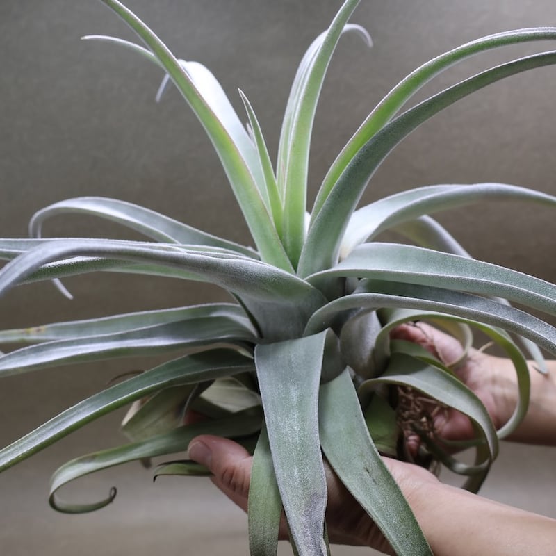 ベアコレアーレ（ストレプトフィラ x チアペンシス）05号 | air-plants