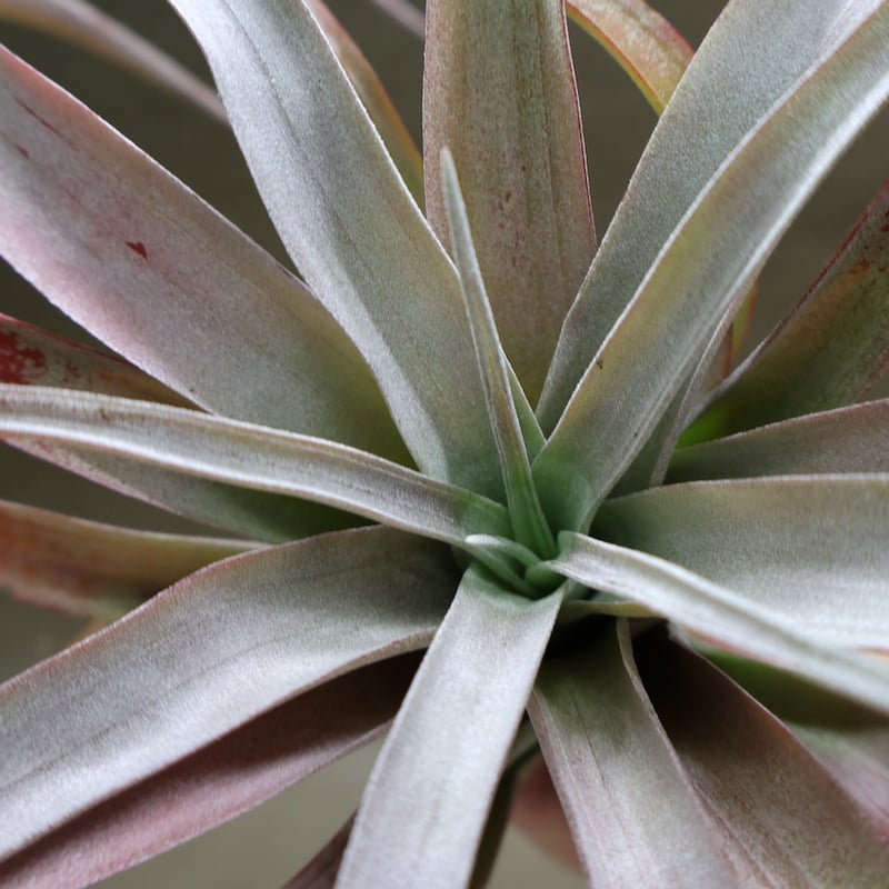 ココナッツグローブ（ チアペンシス × カピタータレッド ) 15号 | air