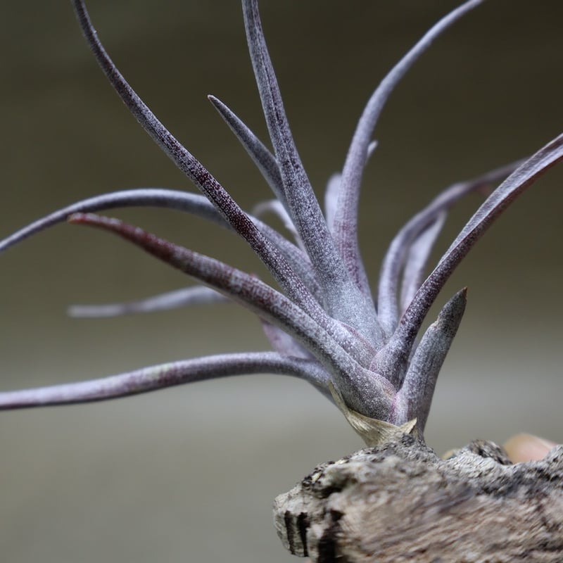 カピタータ ドミンゲンシス 47号 | air-plants TENGU-DO