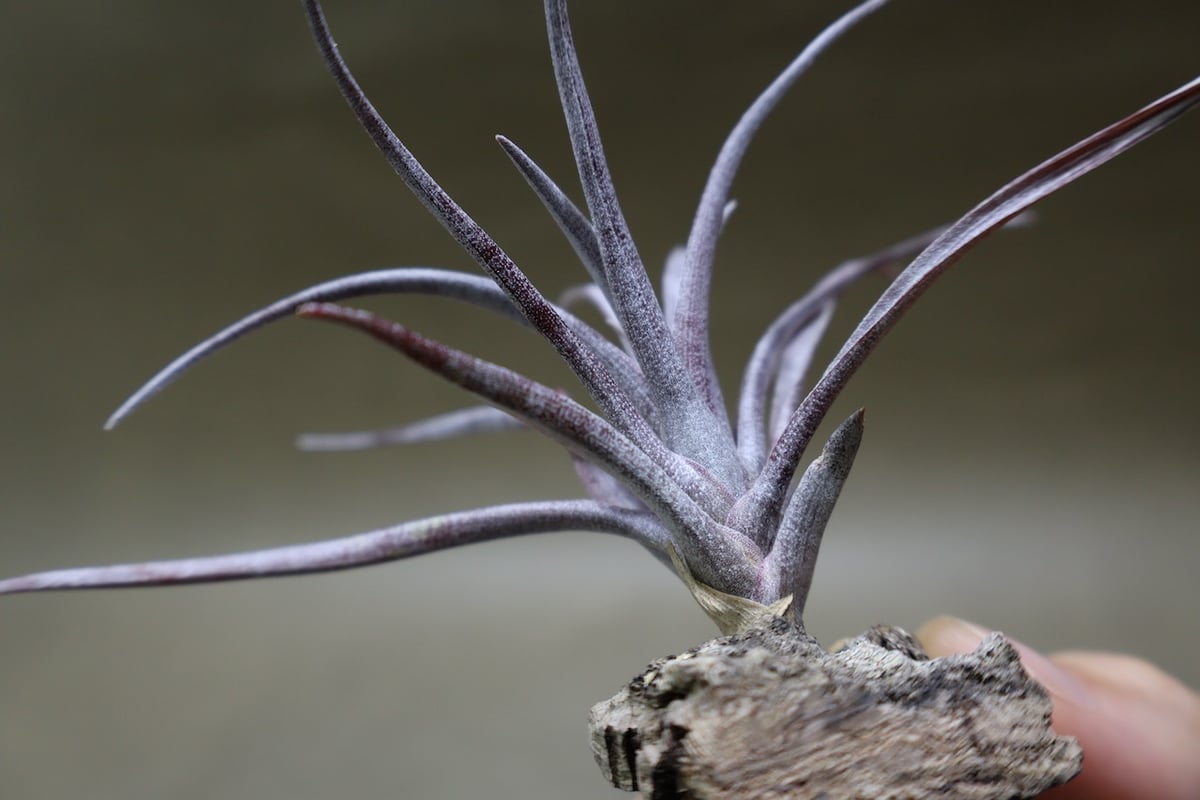 超希少❗️カピタータ　ドミンゲンシス✨ カピタータ ドミンゲンシス 47号 | air-plants TENGU-DO