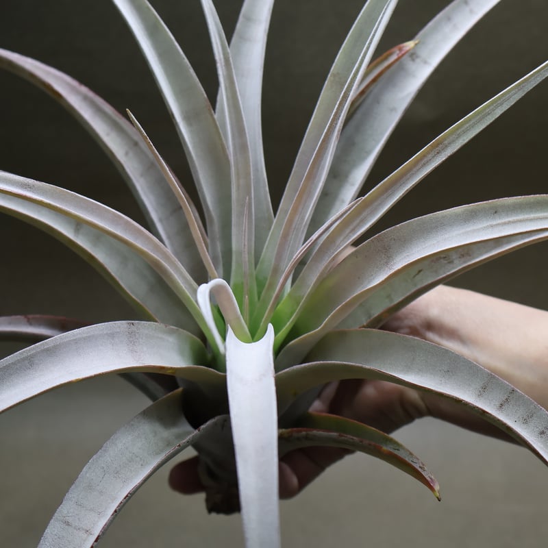 シルバートーチ （キセログラフィカ ×チアペンシス）05号 | air-plants