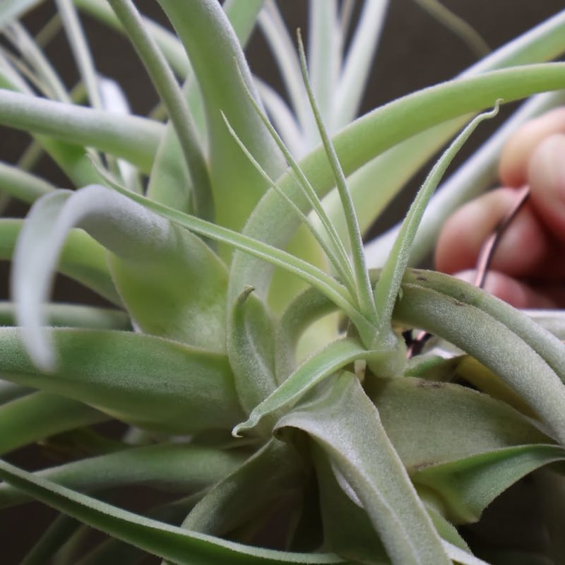 ストラミネア クランプ 08号 | air-plants TENGU-DO