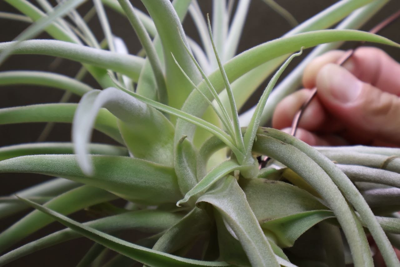 ストラミネア クランプ 08号 | air-plants TENGU-DO