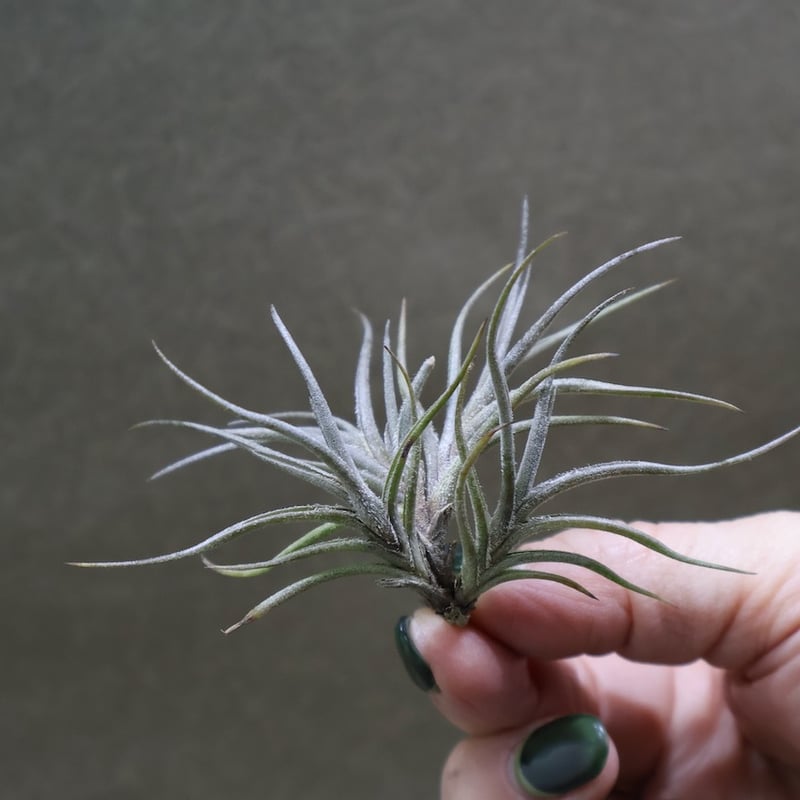 バンデンシス 12号 | air-plants TENGU-DO