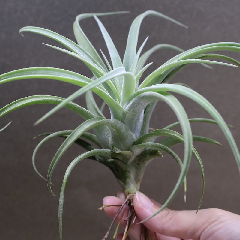 キセログラフィカ x イオナンタ　チランジア ionantha Fuego x (fasciculata x xerographica) 巨大なイオナンタって
