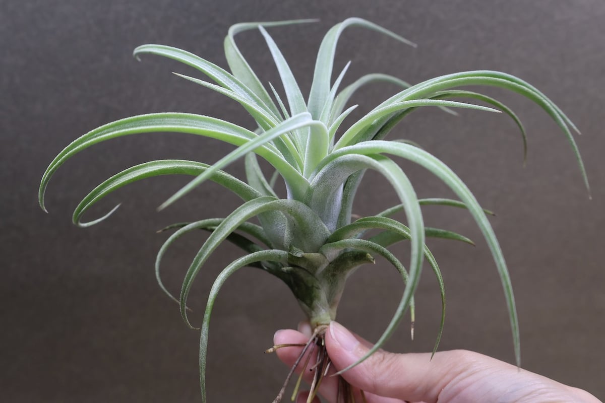 キセログラフィカ × イオナンタバンハイニンギー 03号 | air