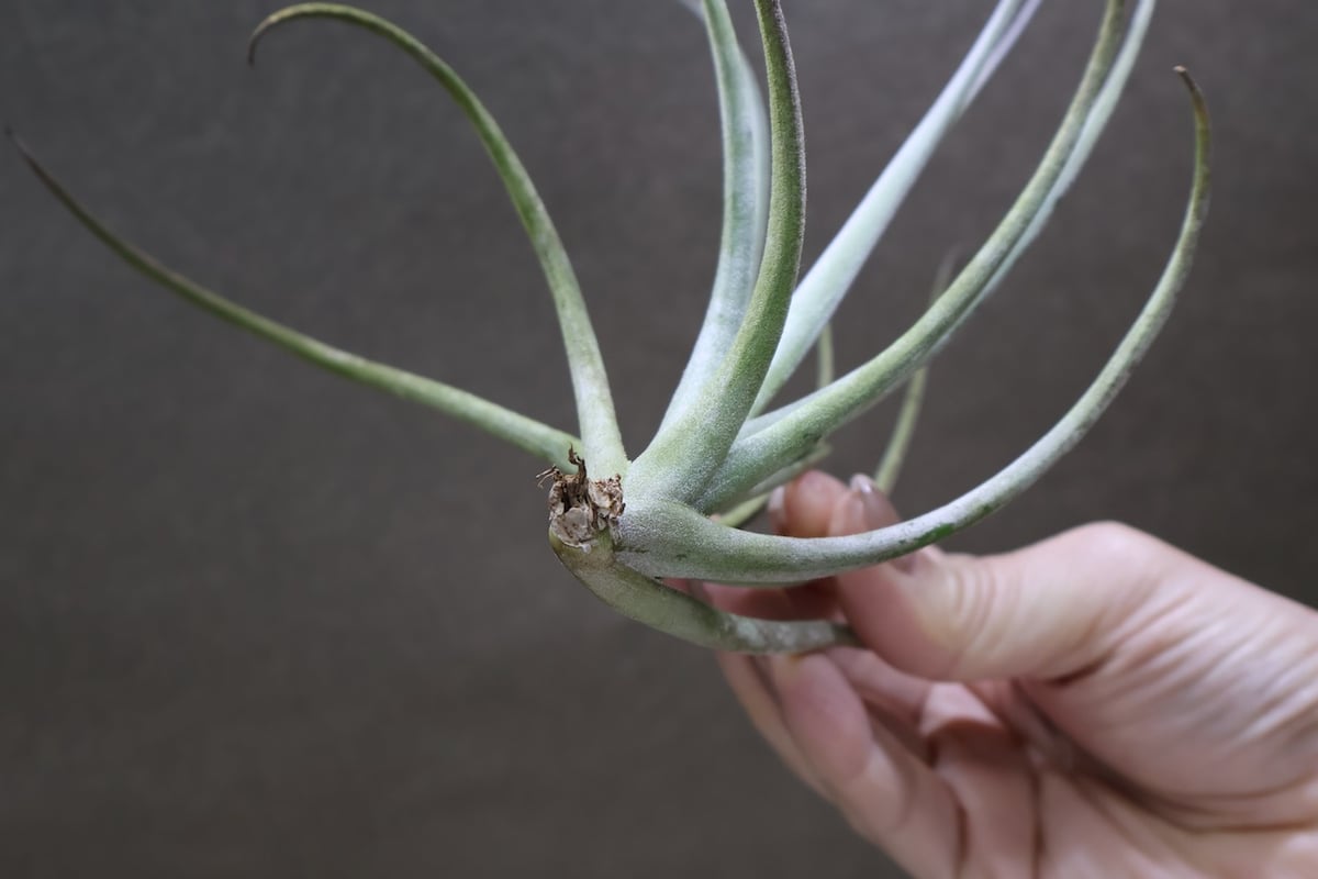 ロレンツィアナ 01号 | air-plants TENGU-DO