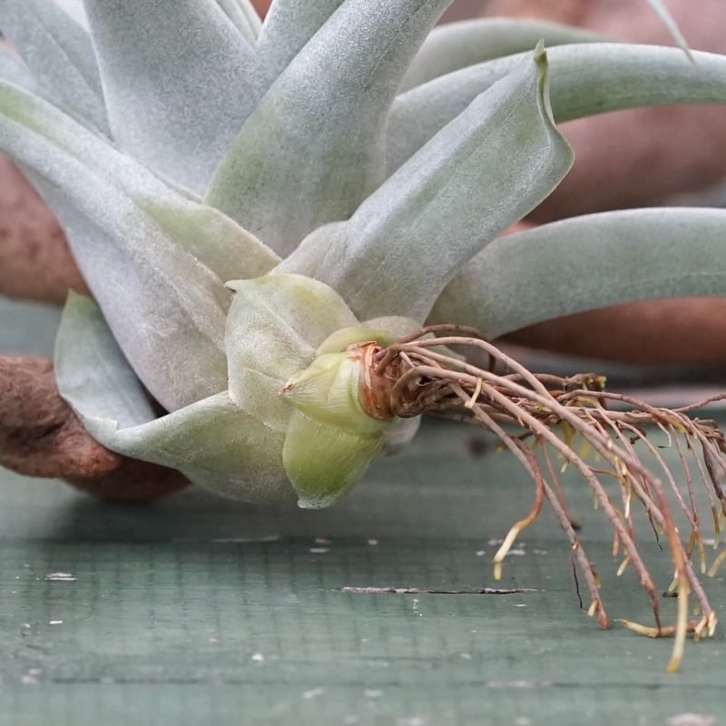 スタッフ特選】カピタータ・シルバーローズ 子株 B号 | air-plants