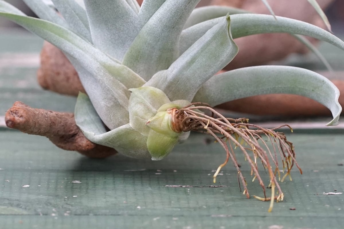 スタッフ特選】カピタータ・シルバーローズ 子株 B号 | air-plants