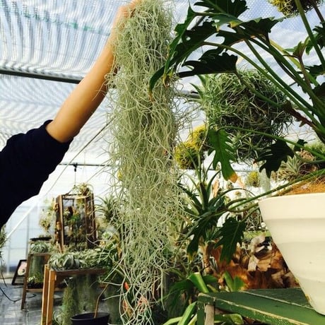 STORES エアープランツの検索結果