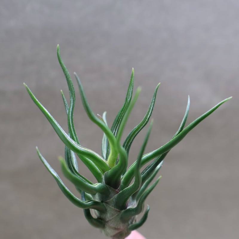 ブルボーサ タイニーダンサー | air-plants TENGU-DO