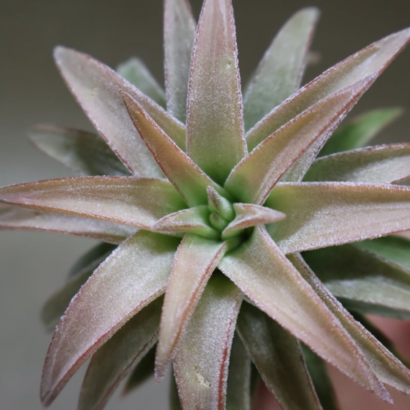 イオナンタ バンハイニンギー ジャンボ 120号 | air-plants TENGU-DO