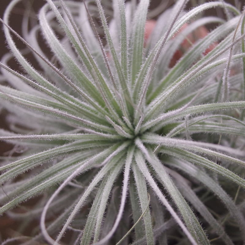 テクトラム クランプ01号 | air-plants TENGU-DO