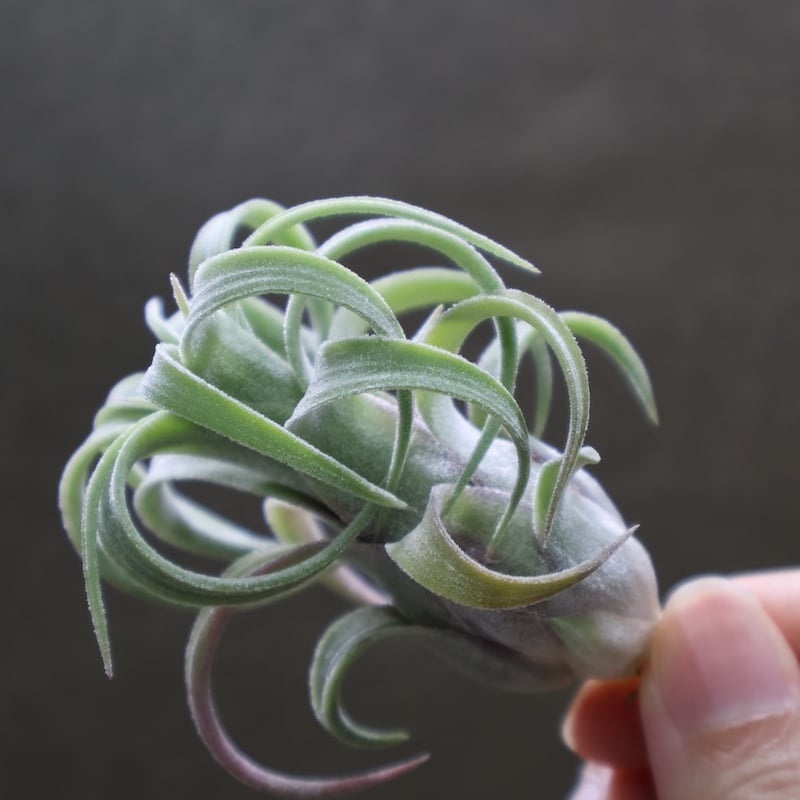 イオナンタ カーリーリーフ × ストレプトフィラ 03号 | air-plants