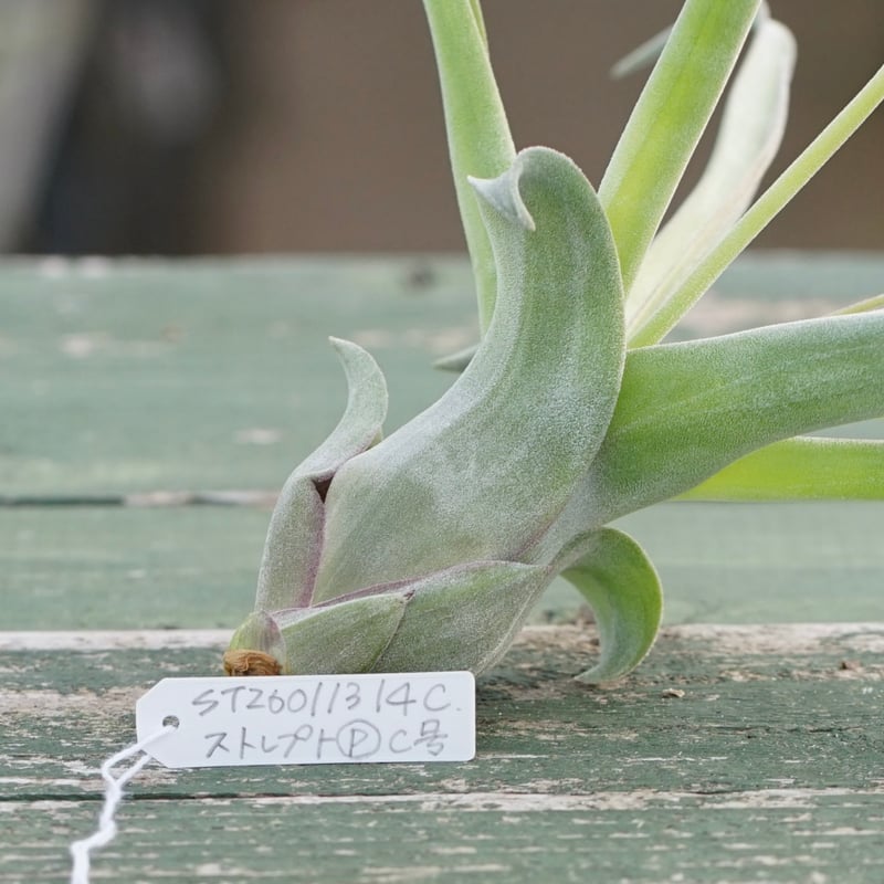 スタッフ特選】ストレプトフィラ 子株 C号 | air-plants TENGU-DO