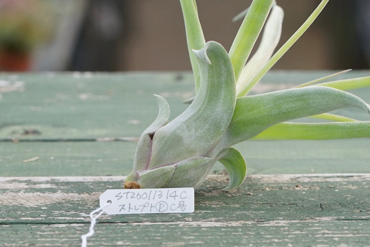 スタッフ特選】ストレプトフィラ 子株 C号 | air-plants TENGU-DO