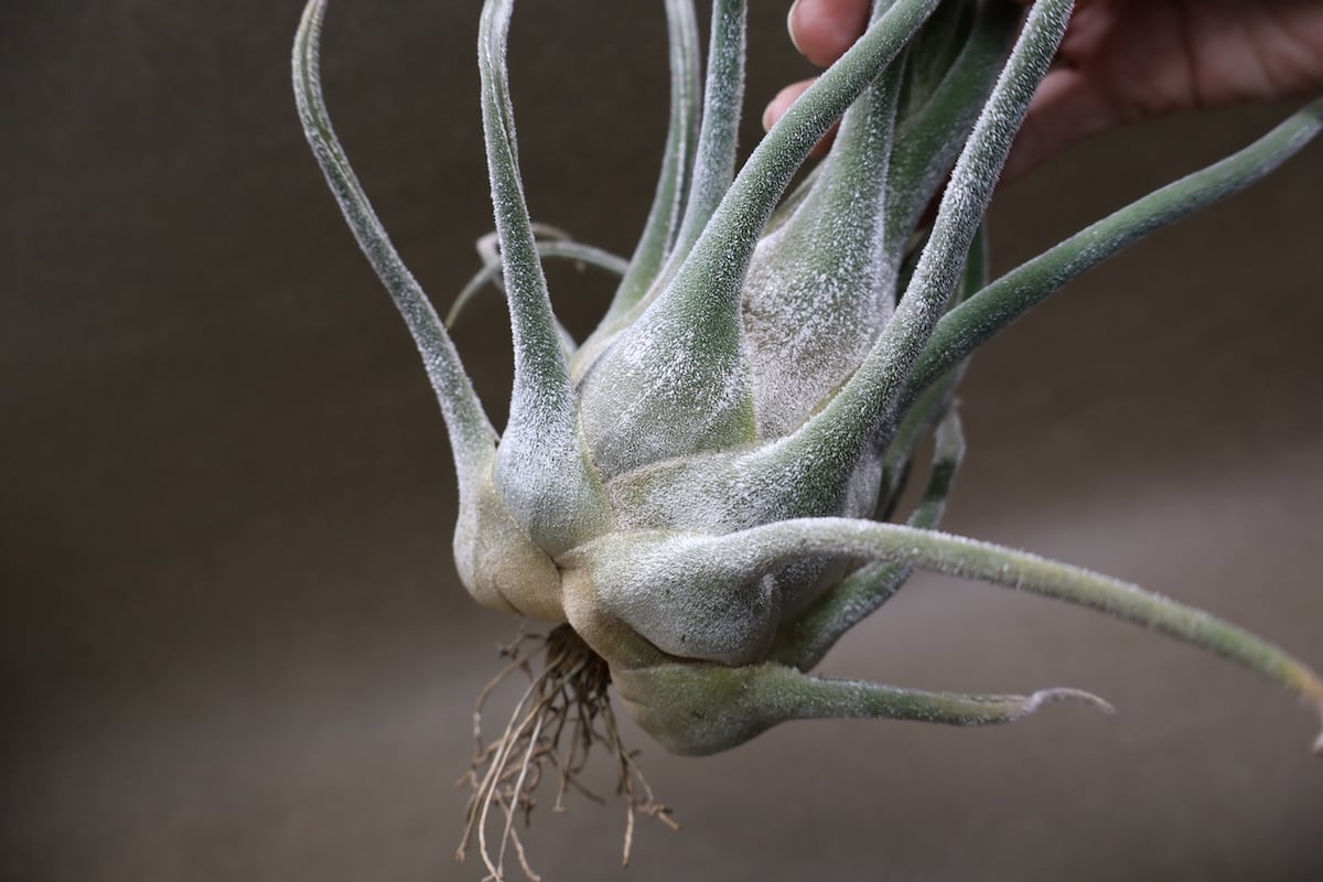 セレリアナ ハイブリッド 29号 | air-plants TENGU-DO