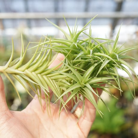 CATEGORY 品種名：A/B/C/D | air-plants TENGU-DO