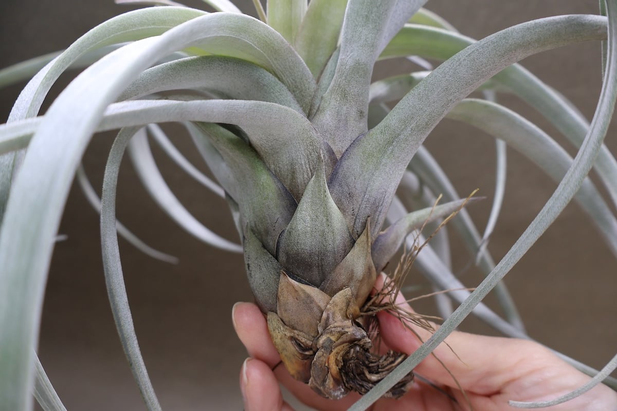 サカパネンシス 19号 | air-plants TENGU-DO