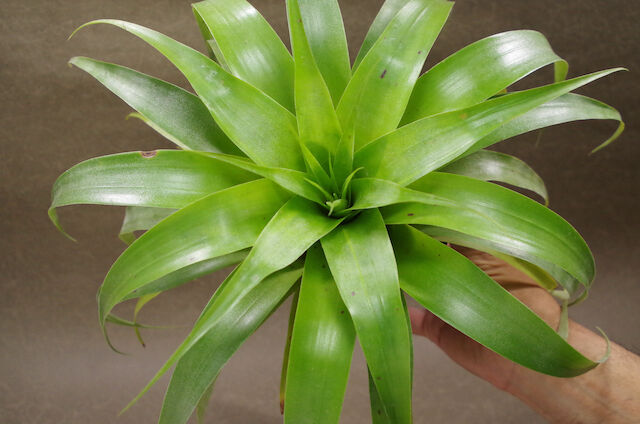 サマンサ 06号 ※送料込 | air-plants TENGU-DO