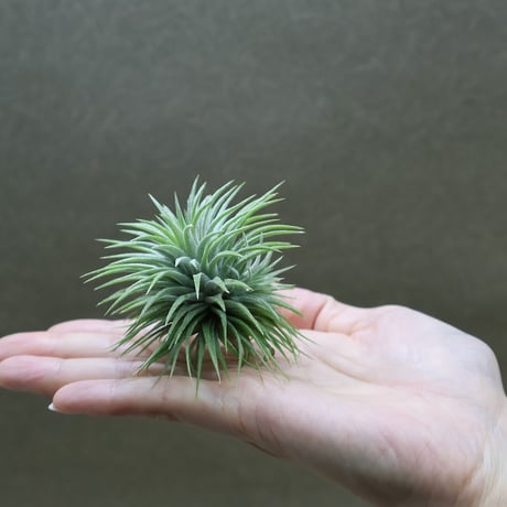 ヘドロ沼 様　ご確認用　イオナンタ　プレデター イオナンタの希少種 『プレデター』 特徴や相場は？ Tillandsia