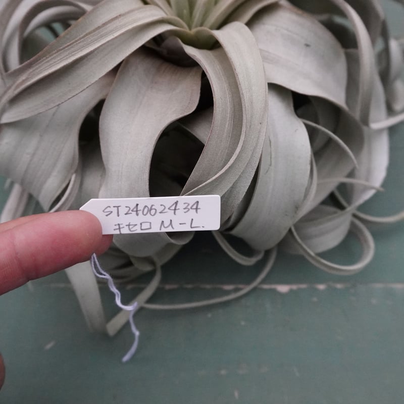 キセログラフィカ M-Lサイズ 特選【スタッフ特選】 | air-plants TENGU-DO