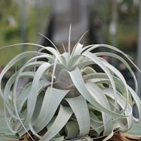 ロリアセア | air-plants TENGU-DO